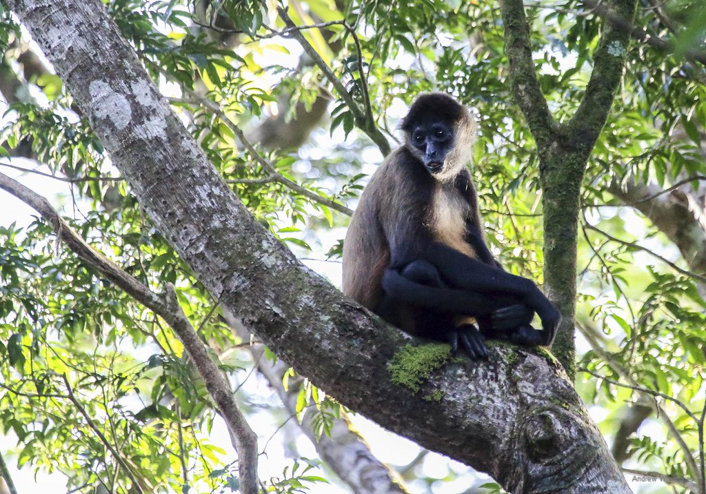 The Monkeys of Guanacaste, Costa Rica